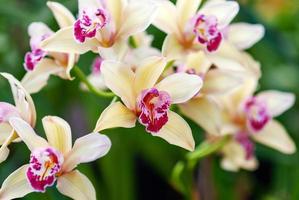 lindo oriental orquídea flores dentro botânico jardim, fechar-se cymbidium orquídea foto