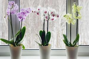 traça orquídeas em peitoril da janela - casa decoração com viver em vaso floração plantas foto