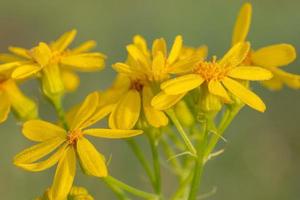 fechar-se do orvalho em a amarelo flores do texas groundsel. foto