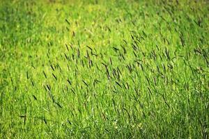 campo gramado verde foto