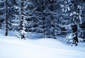 cenário de floresta de neve foto