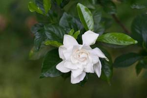 close-up de uma flor de camélia branca e folhas verdes foto