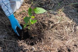 conceito do mão plantio árvores aumenta oxigênio e ajuda reduzir global aquecimento. foto