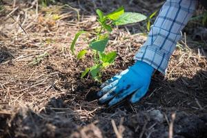 conceito do mão plantio árvores aumenta oxigênio e ajuda reduzir global aquecimento. foto