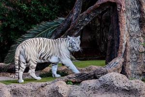 tigre branco no zoológico foto