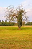 cênico rural panorama foto