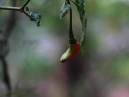 uma fechar acima do Pimenta chili ainda em a árvore foto