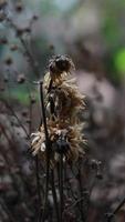 uma fechar acima do uma morto plantar foto