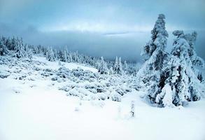 paisagem de inverno sombria foto