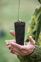 uma linha do mudas dentro Preto plástico containers com 1 do eles ser plantado dentro a chão. uma pequeno árvore é ser plantado dentro uma pilha do solo. foto