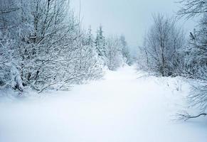 caminho na floresta sob a neve foto