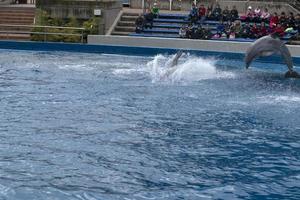 madri, Espanha - abril 1 2019 - a golfinho mostrar às aquário jardim zoológico foto