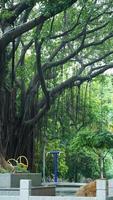 a lindo parque Visão com a greeen árvores e estrada dentro isto dentro verão foto