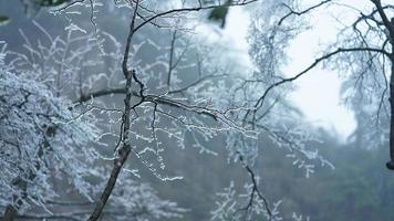 a lindo congeladas montanhas Visão coberto de a branco neve e gelo dentro inverno foto