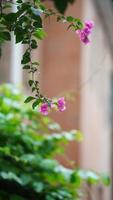 a verão Visão com a flores e verde folhas dentro a cidade foto