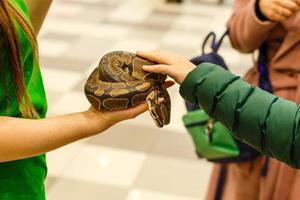 cabeça de python reticulado nas mãos do homem foto