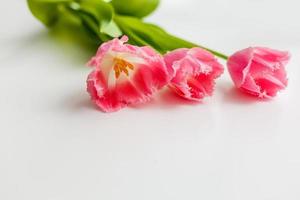 três Rosa tulipas em uma branco fundo foto