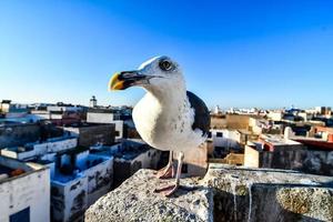 gaivota em marrocos foto