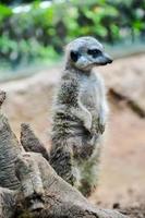 meerkat às a jardim zoológico foto