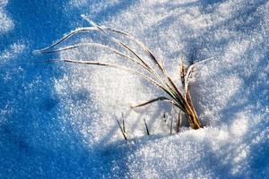 grama seca na neve congelada foto