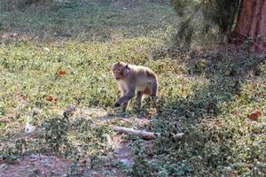 macaque macaco retrato , que nome é grandes cauda, comedor de caranguejo ou cinomolgo macaque macaco foto