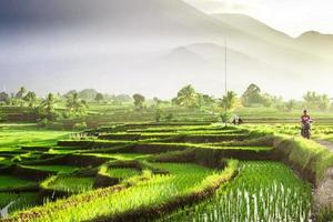 lindo manhã Visão Indonésia. panorama panorama arroz Campos com beleza cor e céu natural luz