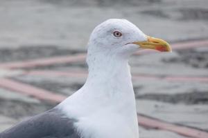 gaivota às descansar empoleirado em a asfalto terra foto