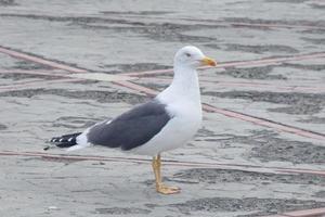 gaivota às descansar empoleirado em a asfalto terra foto