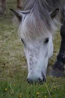 branco cavalo comendo Relva em pasto - fechar-se em cabeça foto