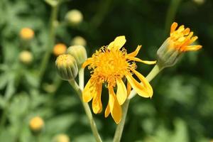 linda laranja floração Flor dentro uma jardim foto