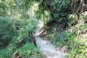 estrada dentro a árvore madeiras floresta com Sol luz raio dentro a meio foto