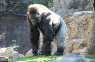 gorila às a jardim zoológico foto