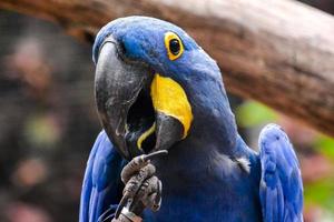 azul arara pássaro foto