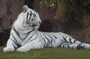 lindo tigre branco foto