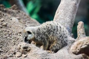 meerkat às a jardim zoológico foto