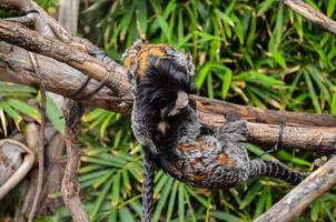 macacos às a jardim zoológico foto