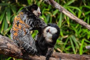 macacos às a jardim zoológico foto