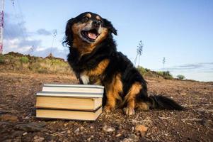cão com livros foto
