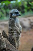 meerkat às a jardim zoológico foto