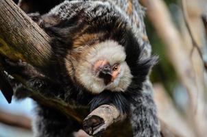 macaco às a jardim zoológico foto