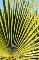 folha de palmeira verde foto
