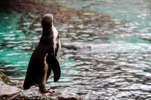 pinguins às a jardim zoológico foto