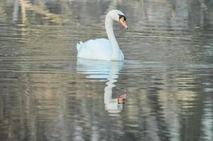 cisne no lago foto