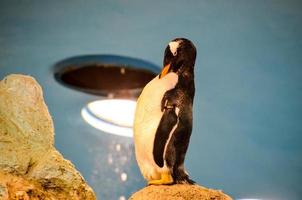 pinguins às a jardim zoológico foto