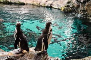 pinguins às a jardim zoológico foto