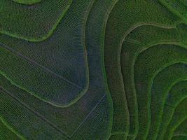 aéreo Visão do verde arroz terraços dentro Indonésia foto