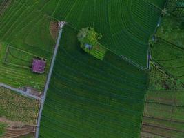 aéreo Visão do verde arroz terraços dentro Indonésia foto