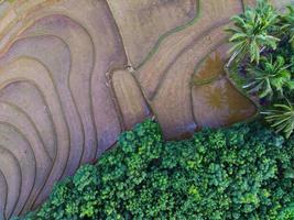 aéreo Visão do verde arroz terraços dentro Indonésia foto