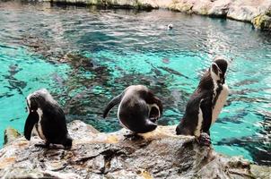 pinguins às a jardim zoológico foto