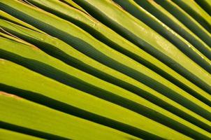 folha de palmeira de perto foto